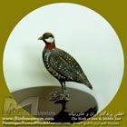دراج